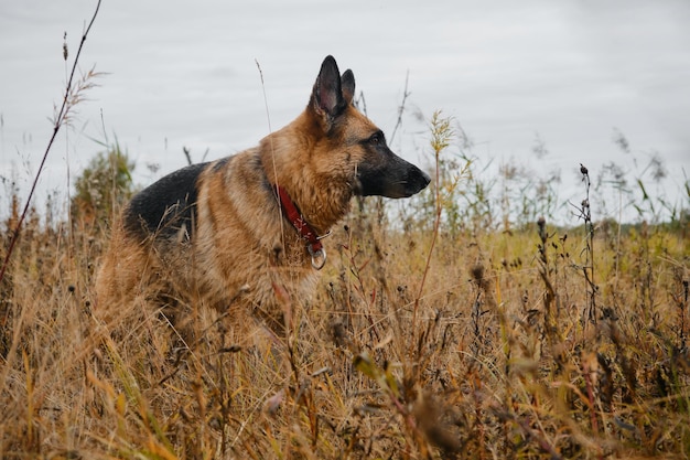 German Shepherd walks in field in autumn Portrait in profile