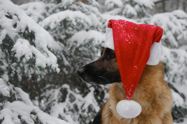 German Shepherd wears Santa Claus hat and sits in snowy forest in winter Portrait in profile