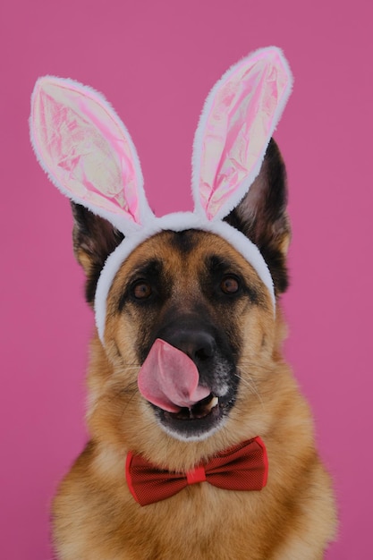 German Shepherd with Easter bunny ears on pink background licks nose