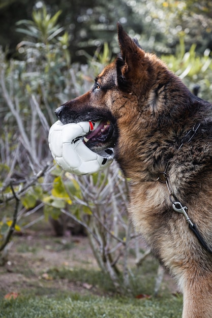 A German Shepherd with a soccer ball in the mouth