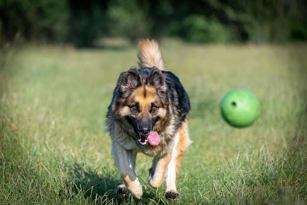 German shepherd