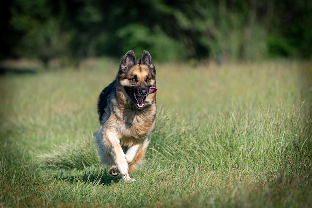 German shepherd