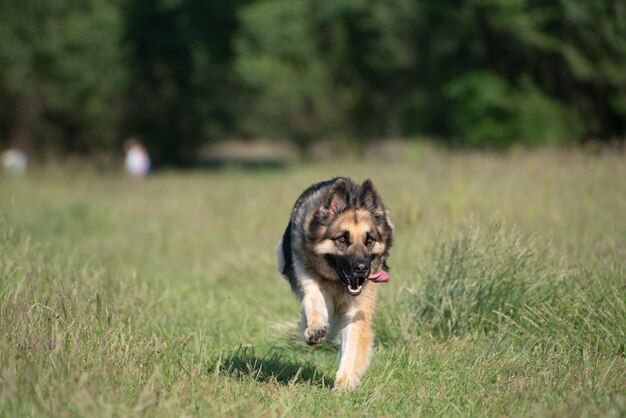 German shepherd