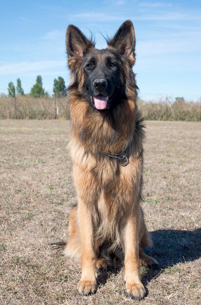 German shepherd