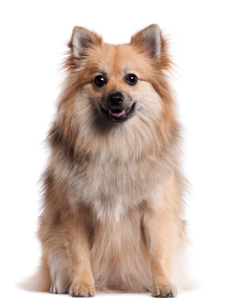 German Spitz, 1 and a half years old