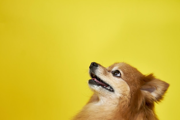 A German Spitz dog looks up on a yellow background Copy space