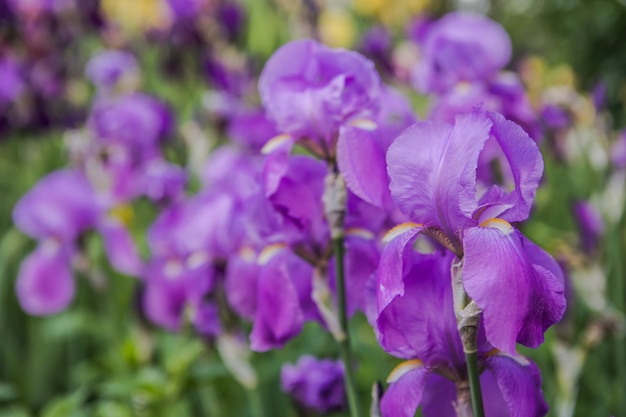 germanica iris closeup in the garden atmospheric spring floral background