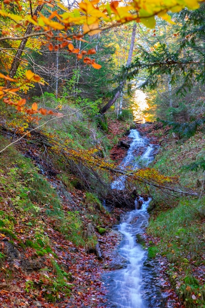 Germany Neuschwanstein Castle autumn maple forest small stream