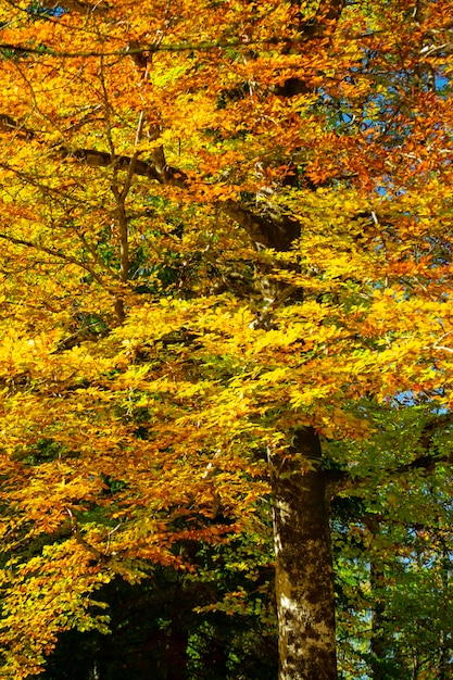 Germany Neuschwanstein Castle autumn maples forest trail maple forest trail