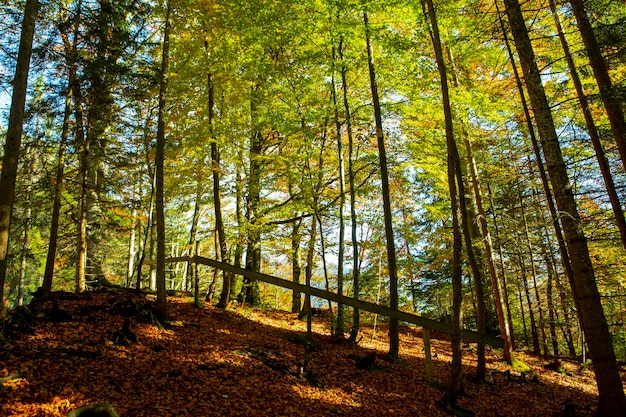 Germany Neuschwanstein Castle autumn maples forest trail maple forest trail