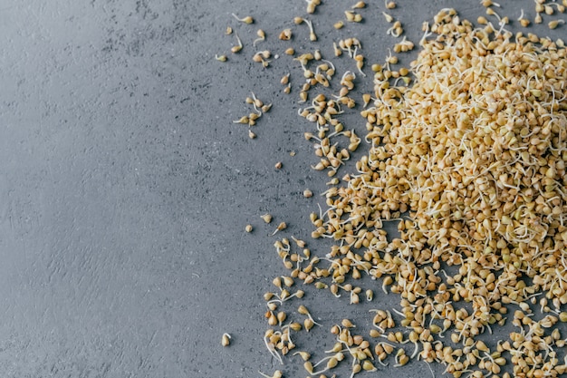 Germinated buckwheat overhead isolated over grey background with copy space.