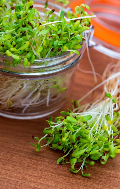 Germinated fresh and raw alfalfa sprouts. Healthy and healthy diet. Close-up.