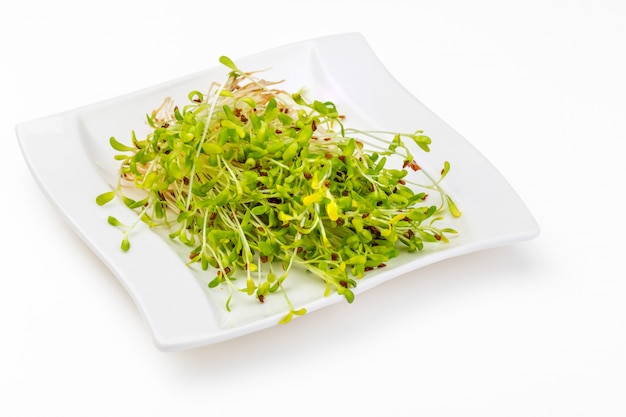 Germinated fresh and raw alfalfa sprouts. Healthy and healthy diet. 