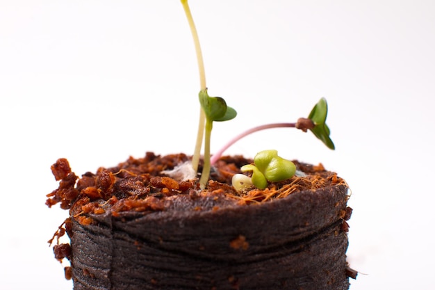 Germinated micro-green seeds. A small seed sprout