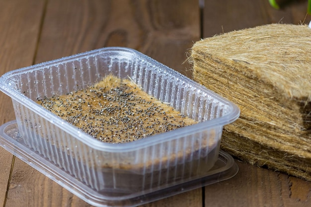 Germinated microgreen seeds in a tray on a jute rug. Close-up, selective focus