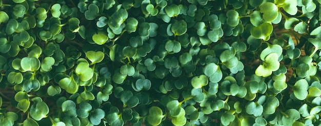 Germinated microgreens closeup antioxidant plant background