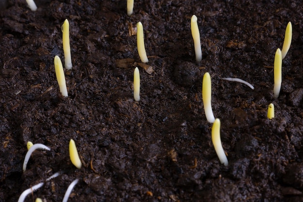 Germinated shoots of corn on the ground