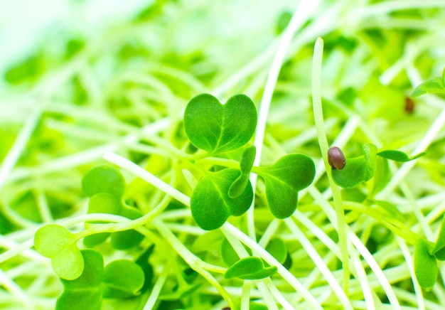 Germinating Microgreen close up broccoli sprouts Natural eco food with vitamins Home gardening Healthcare vegetarian lifestyle Growing greenery indoors