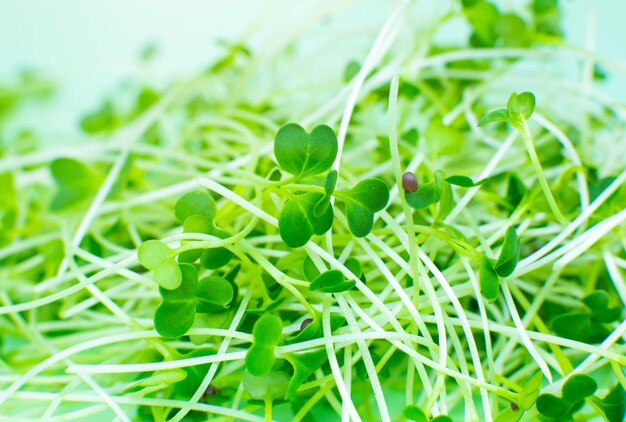 Germinating Microgreen close up broccoli sprouts Natural eco food with vitamins Home gardening Healthcare vegetarian lifestyle Growing greenery indoors