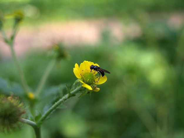 Geum aleppicum common avens Geum urbanum or clove root An insect on a yellow flower