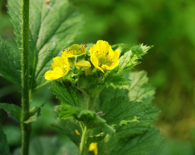 Geum aleppicum common avens Geum urbanum