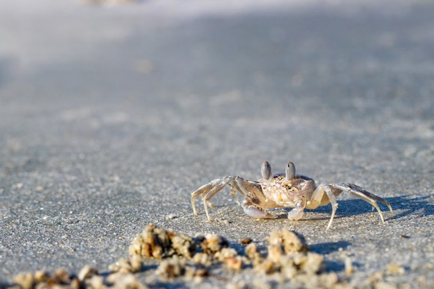 Ghost crab on a sandy beach