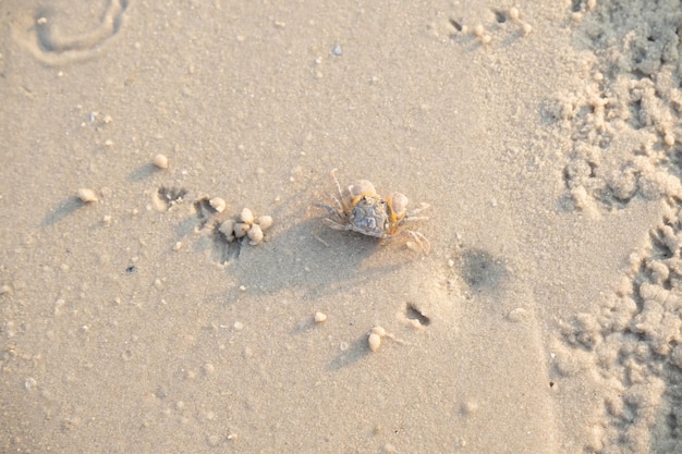 A ghost crab on the white sand beach Taking shot from top view