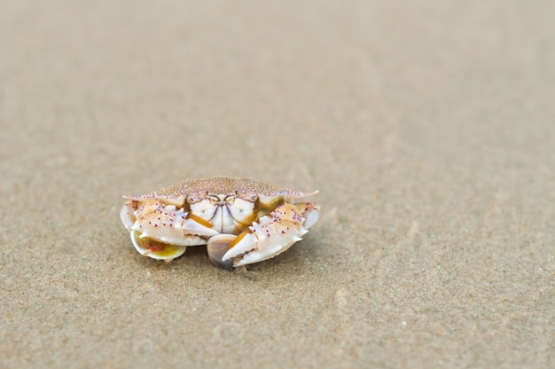 ghost crab