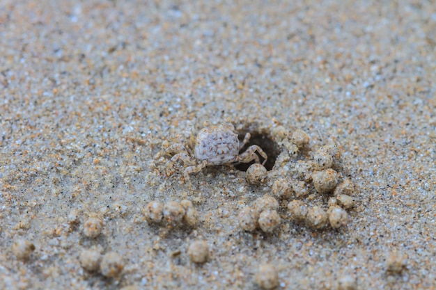 Ghost Crabs 