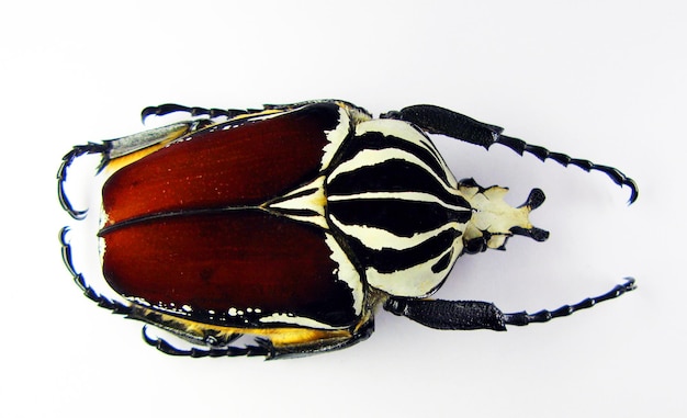 Giant african flower beetle Goliathus goliathus. Isolated. Cetoniidae Coleoptera. Collection beetle