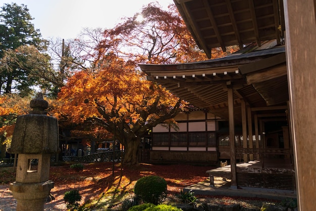 Giant ancient Maple Tree During Autumn fall season in Raizansennyoji temple in FukuokaJapan color change on leaf in orange yellow and red