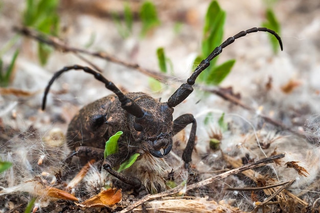 Giant beetle in poplar down