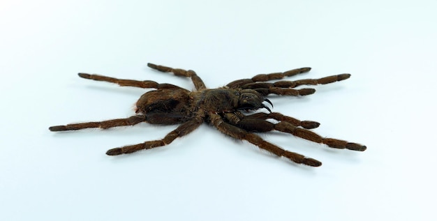 Giant black spider tarantula isolated on white. Erypelma spinius macro close up, arachnidae, insect