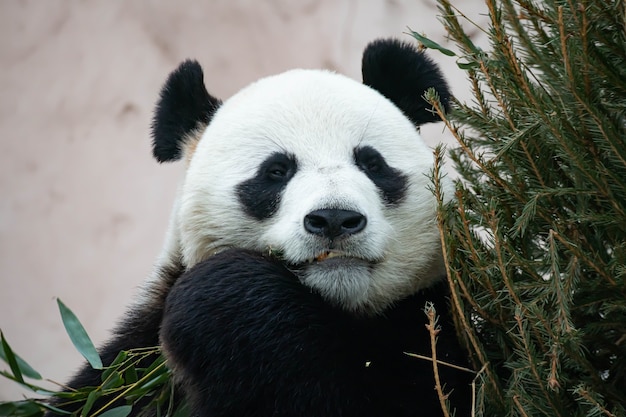 A giant black and white panda is eating bamboo. Large animal close-up.