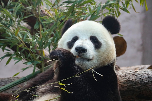 Giant black and white panda nibbles on bamboo.