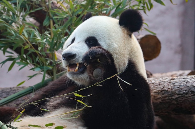 Giant black and white panda nibbles on bamboo.