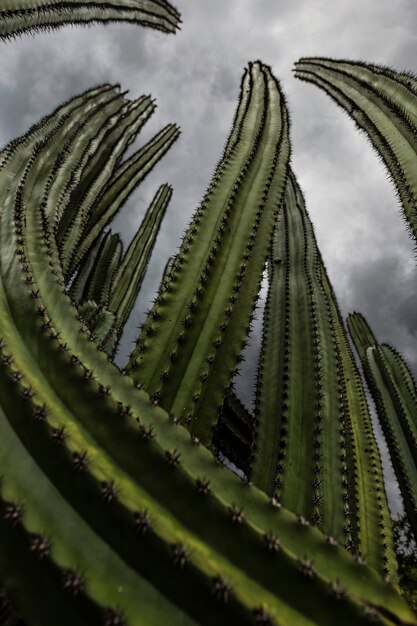 Giant cactus  in front of dramatic cloudy sky