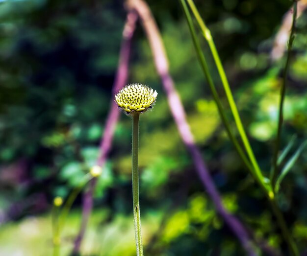 Giant flower bud Latin name Cephalaria gigantea Botanical garden in Dnieper Ukraine