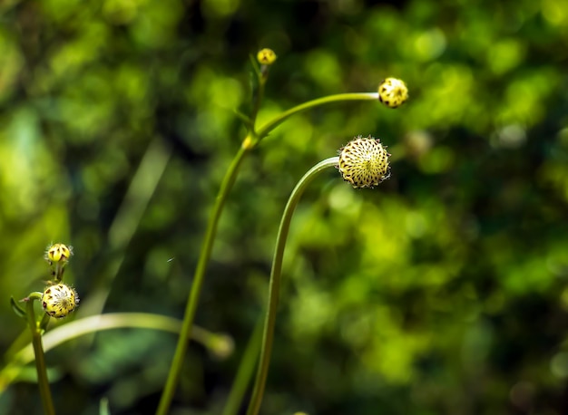 Photo giant flower bud latin name cephalaria gigantea botanical garden in dnieper ukraine