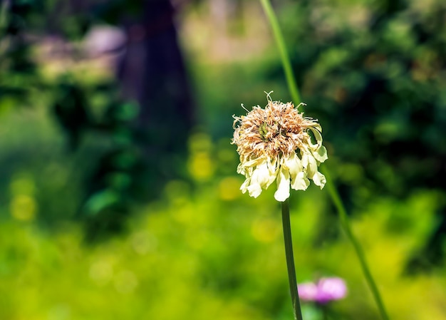 Giant flower bud Latin name Cephalaria gigantea Botanical garden in Dnieper Ukraine