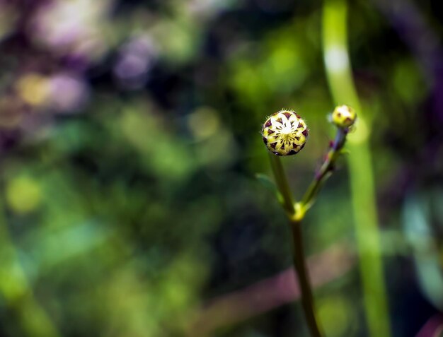 Giant flower bud Latin name Cephalaria gigantea Botanical garden in Dnieper Ukraine