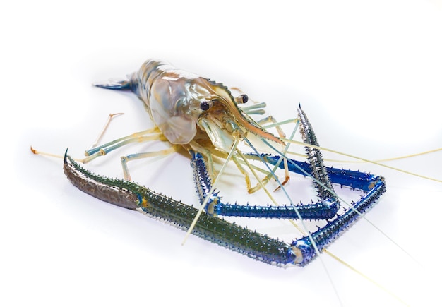 Giant freshwater prawn on white