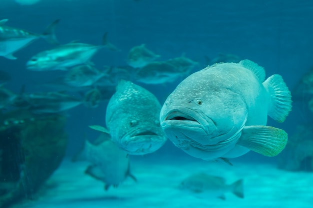 Giant grouper in the sea