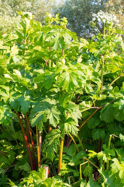 Giant Hogweed a giant hogweed against blue sky Heracleum manteggazzianum