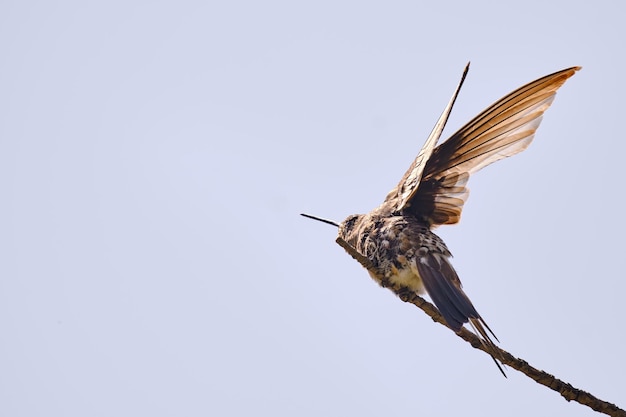 Giant Hummingbird Patagona gigas