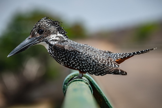 Giant Kingfisher Megaceryle Maxima