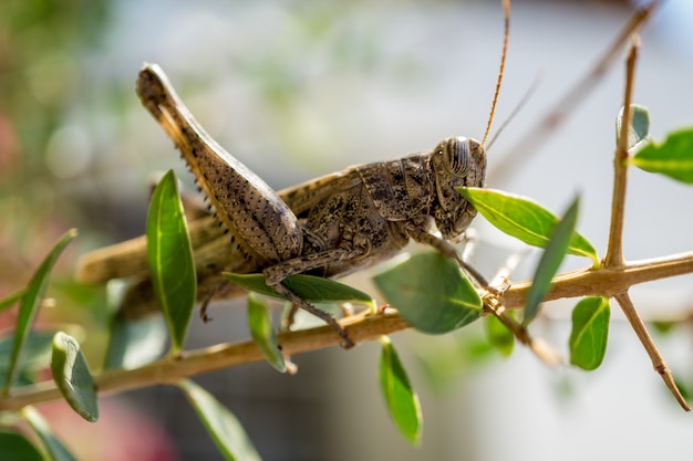 Giant locusts between leaves of bush waiting for the food.