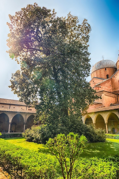 Giant magnolia in the cloister of the Basilica of Saint Anthony, iconic landmark and sightseeing in Padua, Italy