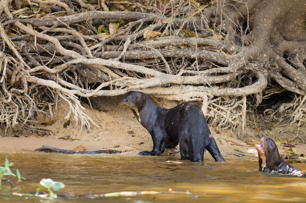 Giant otter on water from Pantanal wetland area, Brazil. Brazilian wildlife. Pteronura brasiliensis