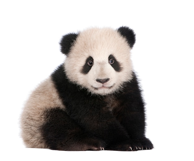 Giant Panda, Ailuropoda melanoleuca on a white isolated